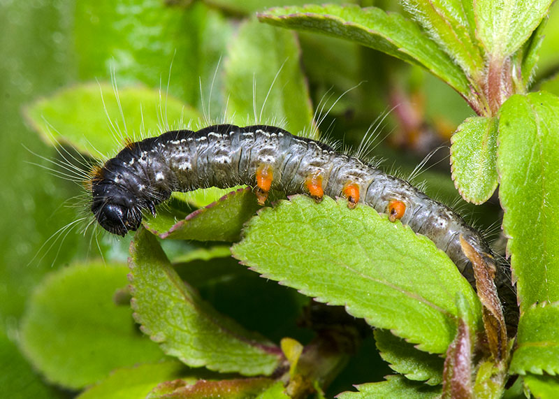 Bruchi - Eriogaster (Eriogaster) lanestris, Lasiocampidae